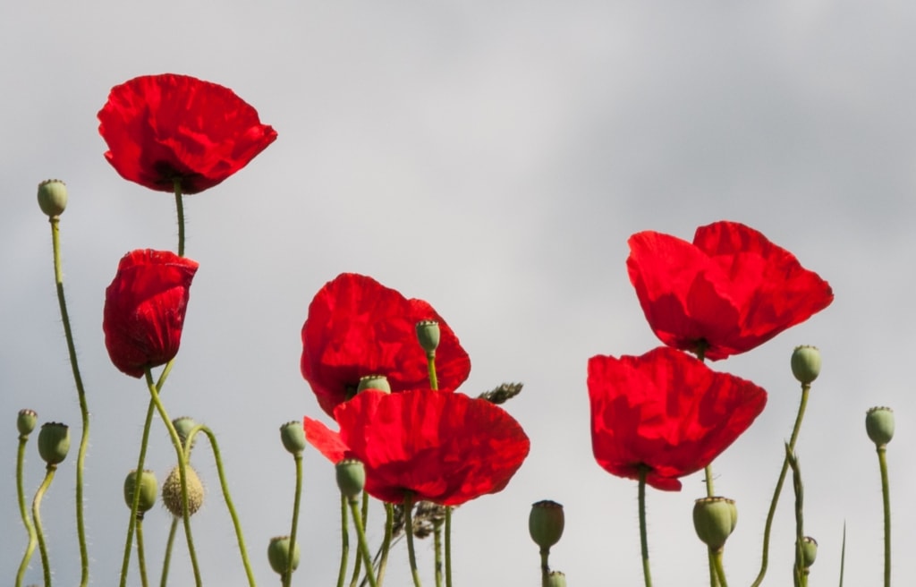 Red poppies on a wall, The Lanes, St. Helier, Jersey, Channel Islands