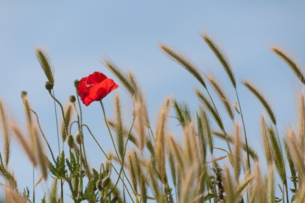 Red poppy and grasses on a wall next to Slip de L'Ouest, L'Etacq, St. Ouen, St. Ouen's Bay, Jersey, Channel Islands