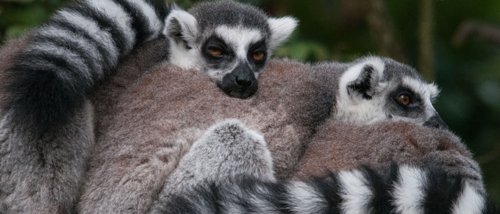 Ring-tailed lemurs getting cosy at Jersey Zoo (Durrell), Trinity, Jersey, Channel Islands