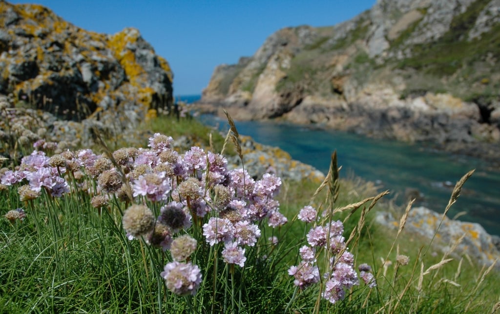 Wild sea thrift at Le Pulec (Stinky Bay), St. Ouen, Jersey, Channel Islands