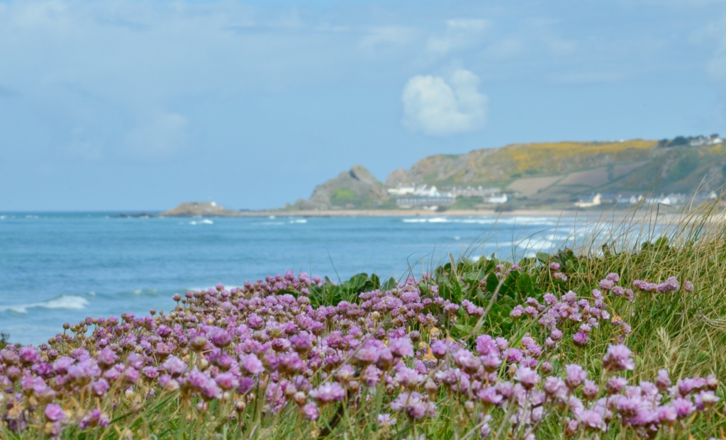 Pink sea thrift flowers on top of the big bunker at L'Ouziere Slip with L'Etacq and the headland full of yellow gorse flowers far away in the distance across the other side of St. Ouen's Bay, St. Peter, Jersey, Channel Islands