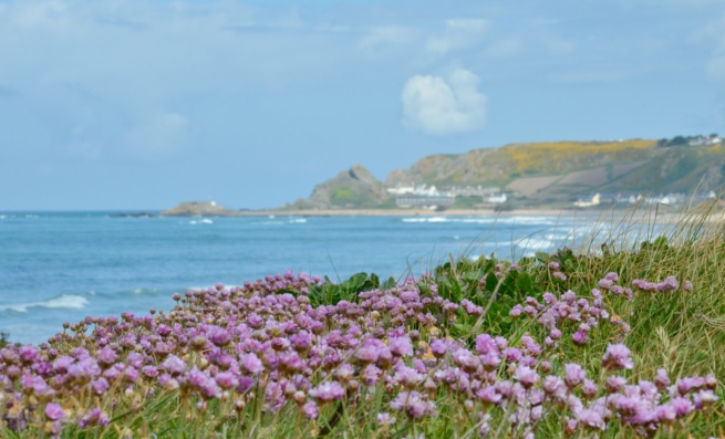 Pink sea thrift flowers on top of the big bunker at L'Ouziere Slip with L'Etacq and the headland full of yellow gorse flowers far away in the distance across the other side of St. Ouen's Bay, St. Peter, Jersey, Channel Islands