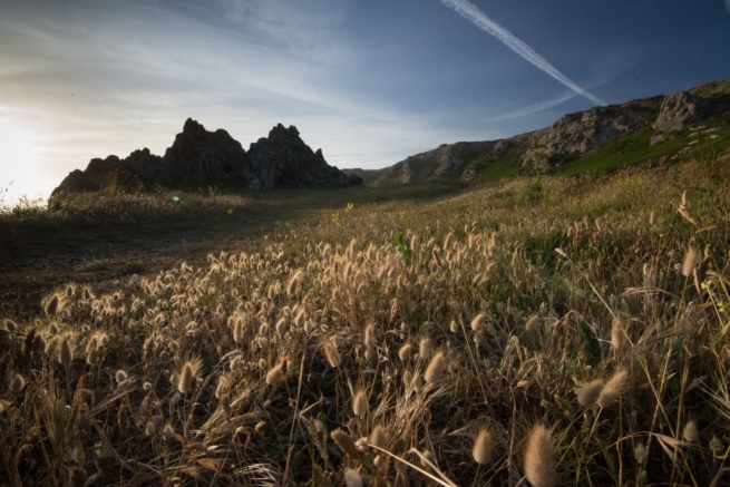 Silhouette of the cliffs at Le Pulec in the evening light with wild hare's tail grasses in front, St. Ouen, Jersey, Channel Islands