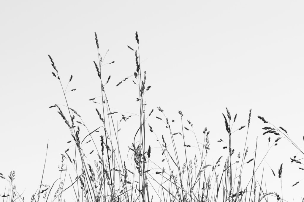 Silhouetted grasses in a hedgerow, Jersey, Channel Islands