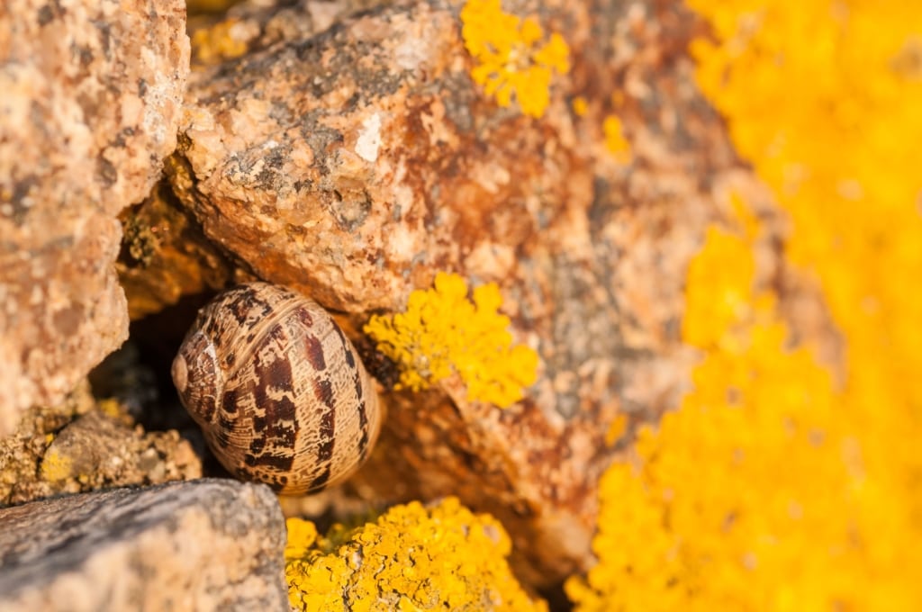 Snail and lichen on the granite slipway wall at Le Pulec (Stinky Bay), St. Ouen, Jersey, Channel Islands