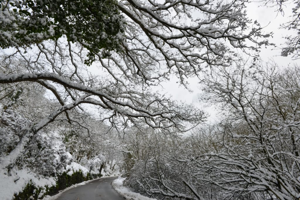 Heavy snow lying on all the branches of the trees in St. Peter's Valley, St. Peter, Jersey, Channel Islands