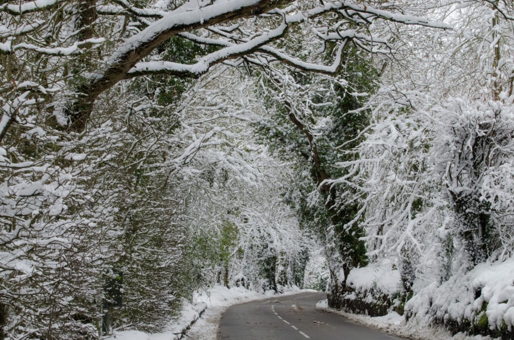 Heavy snow lying on all the branches of the trees in St. Peter's Valley, St. Peter, Jersey, Channel Islands