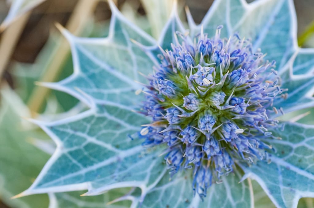 Spikey blue flower at La Carriere, St. Brelade, Jersey, Channel Islands