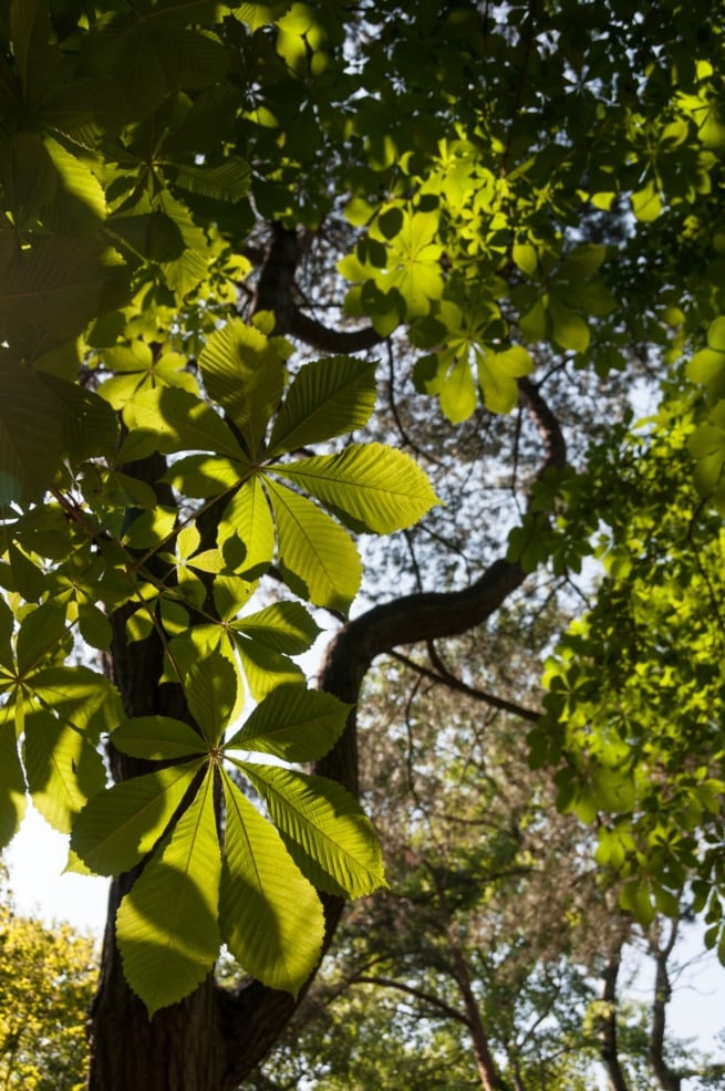 Sunlight through the leaves and branches at The Railway Walk, St. Brelade, Jersey, Channel Islands