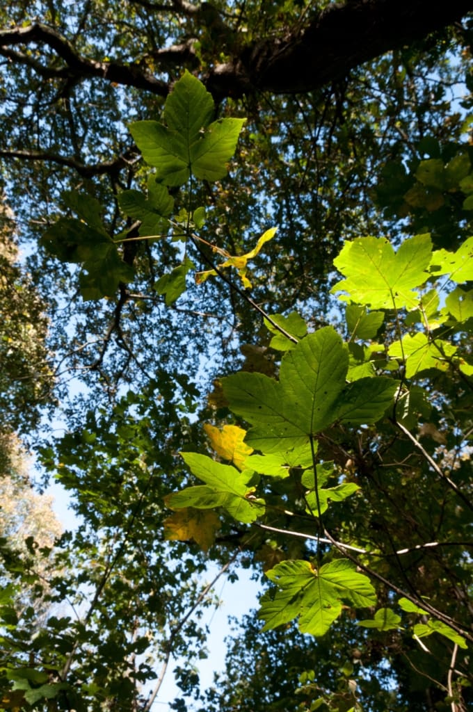 Sunlit leaves in Waterworks Valley, St. Lawrence, Jersey, Channel Islands