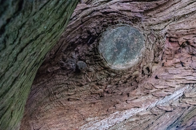 Textured bark on the old trees at Grantez Ridge, St. Ouen, Jersey, Channel Islands