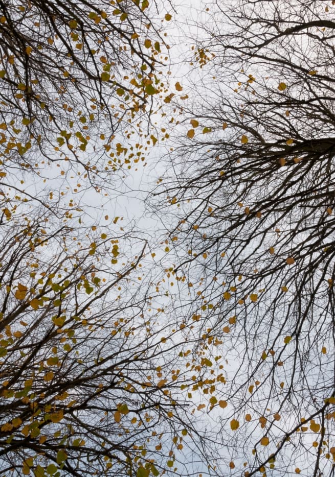 Looking up at the last few leaves on the winter trees at Jersey Zoo (Durrell), Trinity, Jersey, Channel Islands