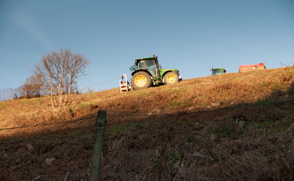 Tractor in sunlight on a cotil in St. Mary, engaged in planting Jersey Royal New Potatoes