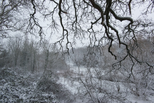 Trees and branches in the snow at Waterworks Valley, St. Lawrence, Jersey, Channel Islands