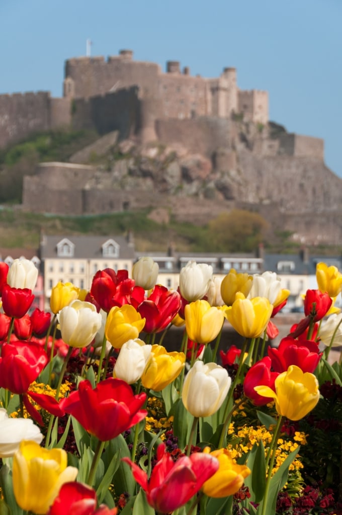 Tulips in front of Mont Orgueil Castle, (Gorey Castle), Gorey, St. Martin, Jersey, Channel Islands