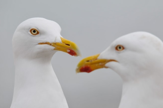 Close up of two large and noisy herring gulls foraging for scraps at La Rocque, Grouville, Jersey, Channel Islands