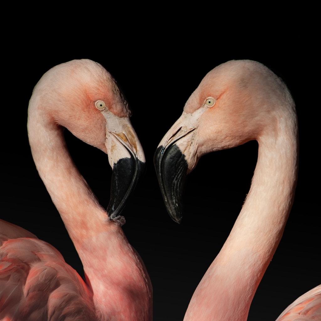 Pair of pink flamingos making a love heart shape at Jersey Zoo (Durrell), Trinity, Jersey, Channel Islands