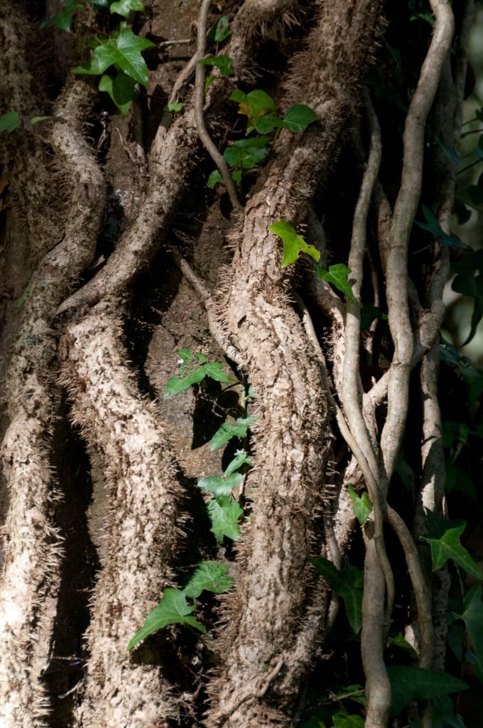 Vine roots and ivy on a tree in Waterworks Valley, St. Lawrence, Jersey, Channel Islands