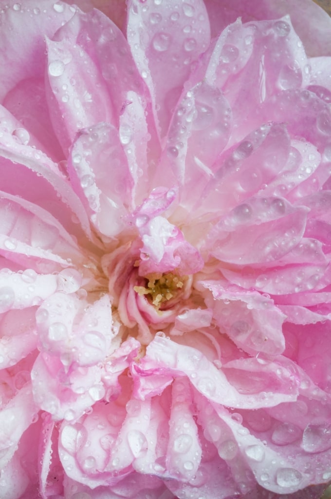 Close up of some little water droplets on a pink flower, The Lanes, Jersey, Channel Islands