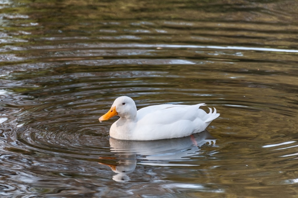 Beautiful white duck on a pond, St. Lawrence, Jersey, Channel Islands