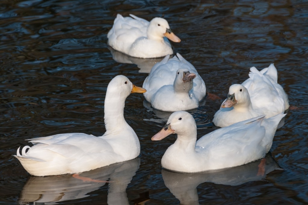 Beautiful white ducks on a pond, St. Lawrence, Jersey, Channel Islands