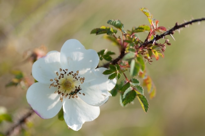 Wild burnett rose at Les Blanches Banques (The Sand Dunes), St. Brelade, Jersey, Channel Islands