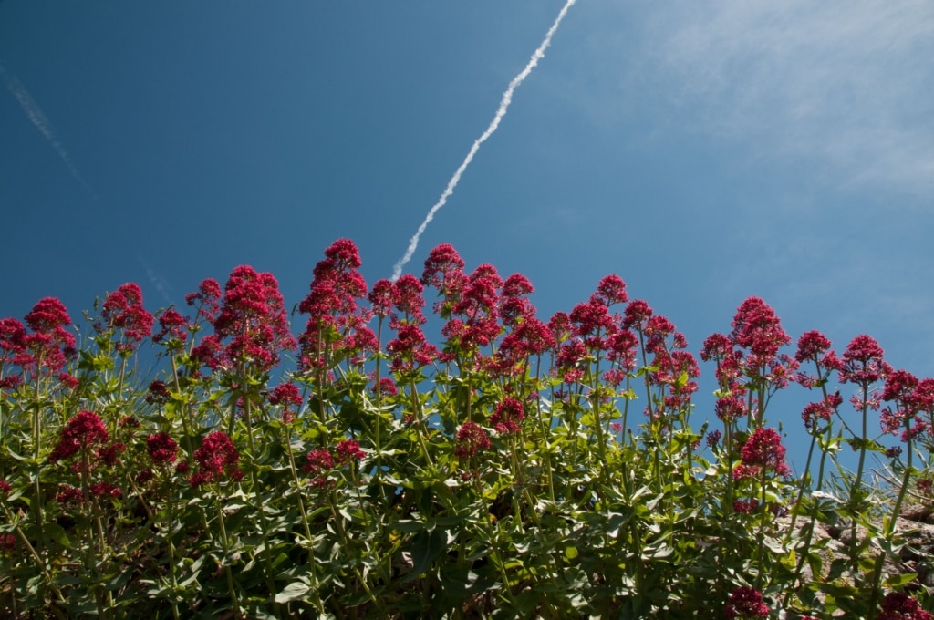 Wild flowers on a wall, in a lane, in St. Ouen, with a blue sky behind, Jersey, Channel Islands