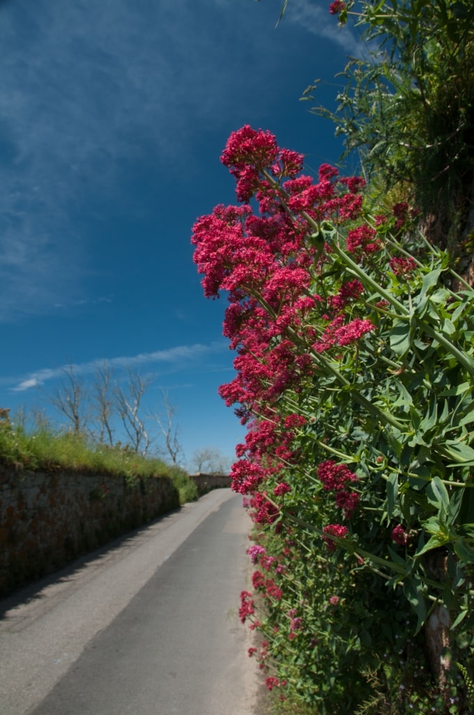 Wild flowers on a wall, in a lane, in St. Ouen, with a blue sky behind, Jersey, Channel Islands