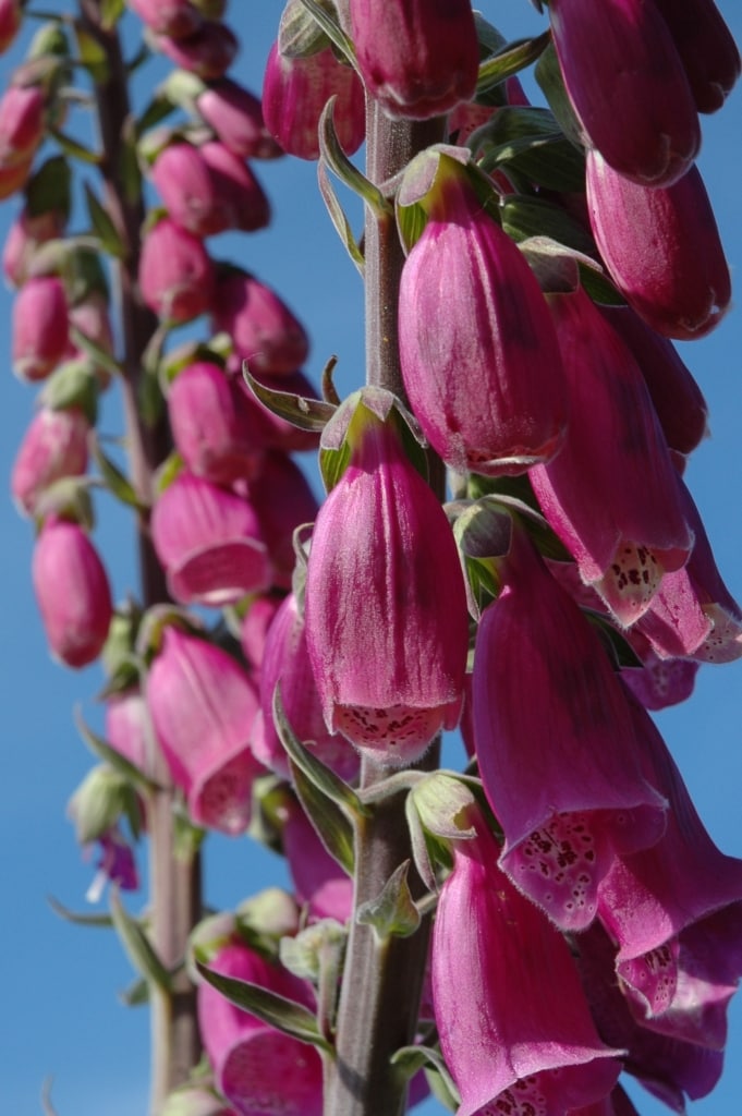 Wild foxgloves with a blue sky behind, growing next to the cliff path at White Rock, St. Martin, Jersey, Channel Islands