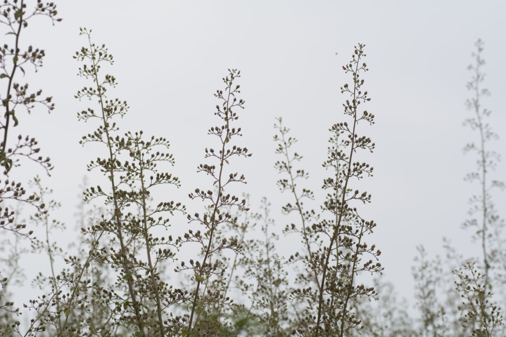 Wild plants in a field near Beauport, St. Brelade, Jersey, Channel Islands