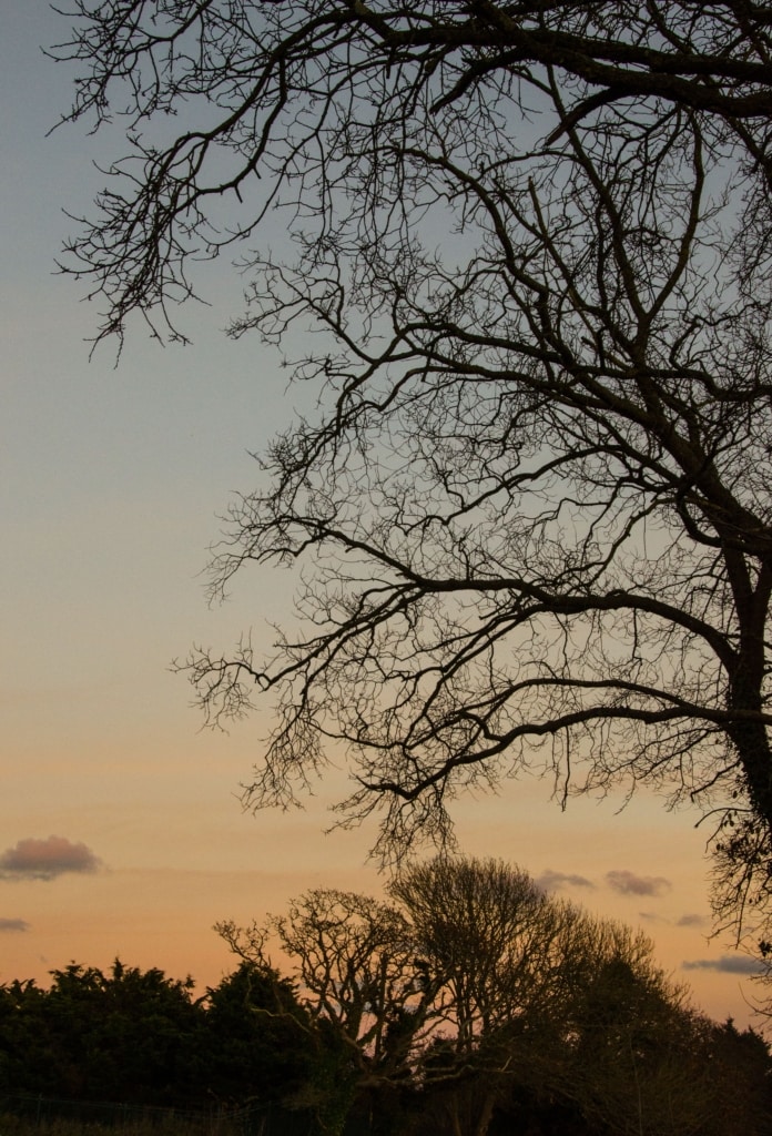 Winter trees at sunset in a field, Jersey, Channel Islands