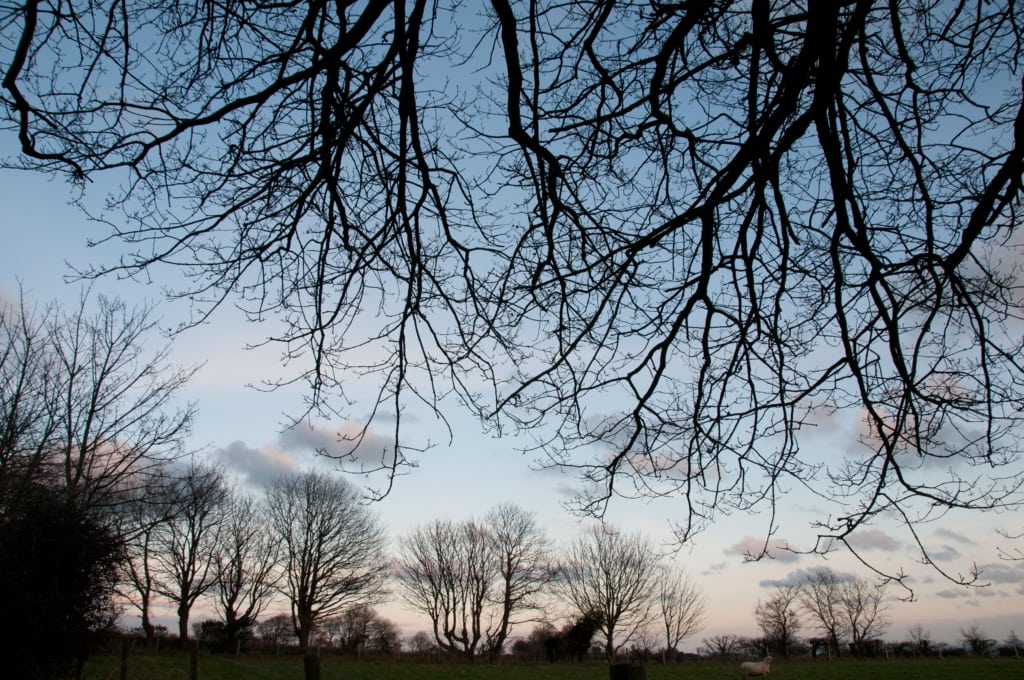 Winter trees in a field at sunset in St. Saviour, Jersey, Channel Islands