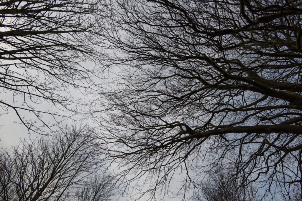 Winter trees in a lane, Jersey, Channel Islands