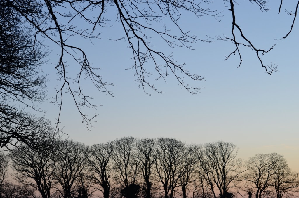 Winter trees in the countryside at sunset, Jersey, Channel Islands