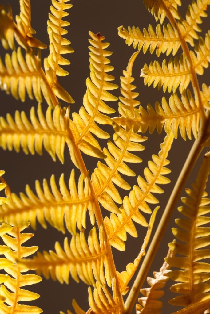 Yellow bracken, backlit, Jersey, Channel Islands