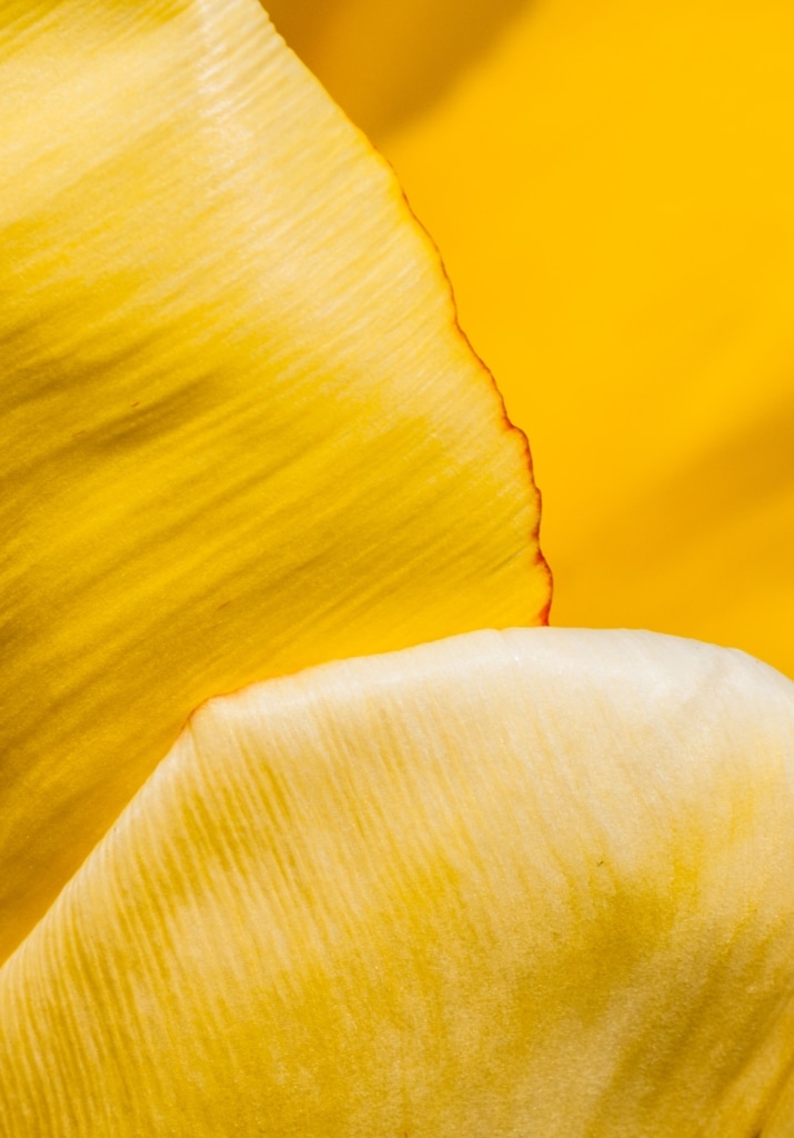 Close up of some yellow daffodil petals, Jersey, Channel Islands