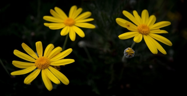 Yellow flowers at Bouley Bay Pier, Trinity