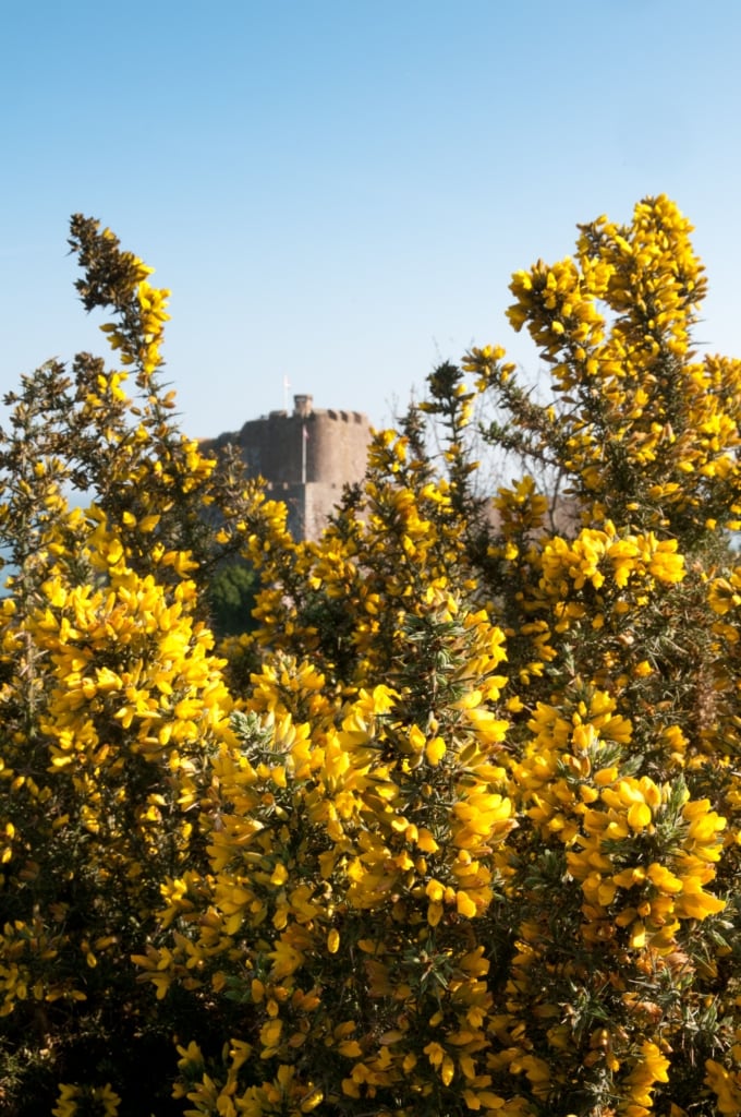 A yellow gorse bush against a blue sky framing the top of Gorey Castle (Mont Orgueil Castle) from Victoria Tower Common, St. Martin, Jersey, Channel Islands