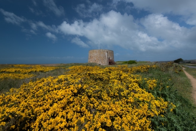 Yellow gorse in front of Kempt Tower with blue sky and fluffy clouds behind, St. Ouen, Jersey, Channel Islands