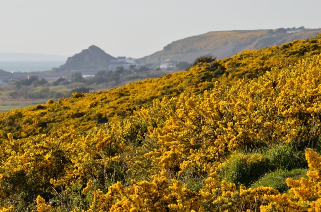 Yellow gorse in full bloom at Mont de la Mare, St. Peter, Jersey, Channel Islands