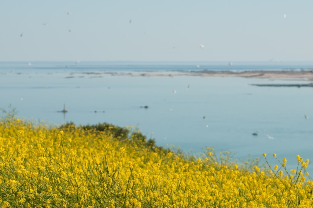 Yellow rapeseed on a headland with tranquil blue sea behind, St. Martin, Jersey, Channel Islands