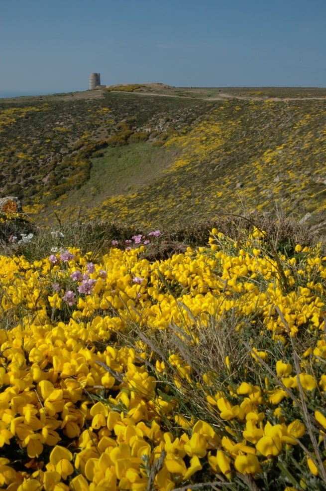 Yellow wildflowers from the cliff path looking towards MP3 Tower at Les Landes, St. Ouen, Jersey, Channel Islands